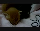 トラさん一家観察日記　114日目