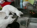 水猫.wmv