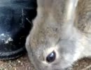 富良野 「ひつじの丘」 ウサギとヒツジと遊ぶよ