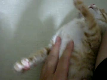 拾いねこ＠生後85日目　あ～こあっこどーがっ