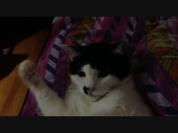猫がただ30秒顔を洗っているだけの動画