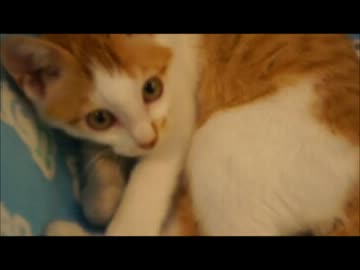 ツンギレのうちの保護猫のエアキックが面白い