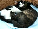 仲良し子猫の寛ぎタイム