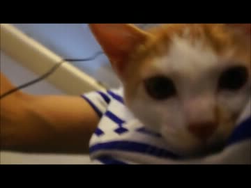 ツンギレのうちの保護猫 VS うちのオトン