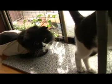 ちゃとらとはちわれ　２０１２年窓辺