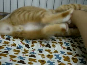 拾いねこ＠生後86日目　サムネはアコのせくしーなヒップです・・ｗ