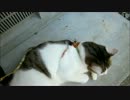 ごろごろごろ