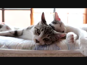 【生後】静かなる仔猫（ニャン）【４か月】