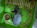 うさぎの謎の行動