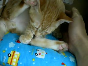 拾いねこ＠生後87日目　ルーシー企画は36日目のものにしました。