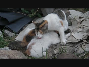 いまだに授乳中（カーチャン干からびちゃうよ）