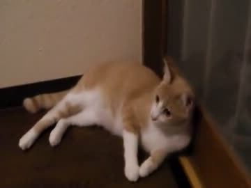 ごろんをする『猫』