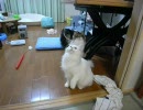 ノル3匹 #14「ひもが嫌いな猫，ひもが好きな猫」