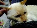 ウチの猫14