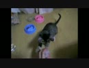 Cat...ch ball - ネコとキャッチボールしてみた