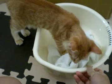 拾いねこ＠生後88日目　アコカレー、隠し（隠れてない）味は愛情です♪