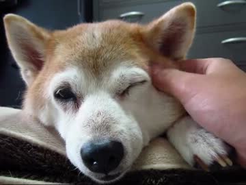 老いても柴犬りょう(１２年１０月１日)