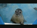 THIS IS A SEAL