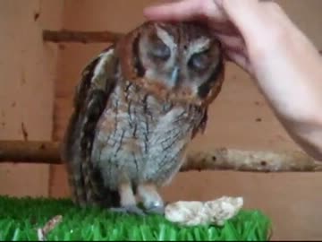 携帯とフクロウ