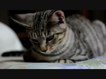 【生後】意外と、猫上も甘いようで。【４か月】