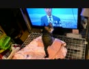 台風情報に興味津々な猫