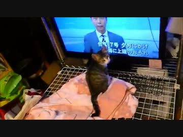 台風情報に興味津々な猫
