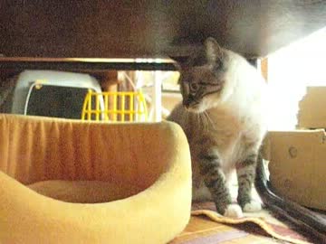 元野良猫ジャンくんお気に入りのふかふかベッドだよ