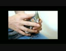 オカメインコ(雛)をもふる動画