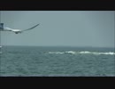 鳥人間コンテスト2012　滑空機部門　1／20　東京理科大学