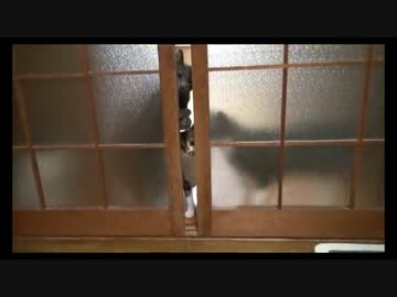 無理やり入ってくる猫たち