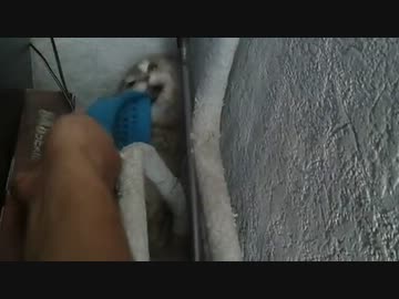 スコップ中毒になってしまった猫ちゃん