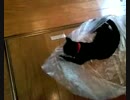 くろにゃんビニール袋でえはてしなく遊ぶ♪