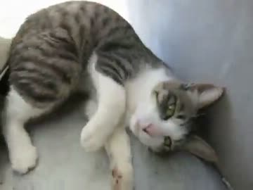 もふられるのを嫌がるけど逃げない野良猫