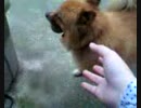 ボールは、やらん!!