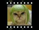 【耐久】動物になったBASARA武将から一言【声MAD】
