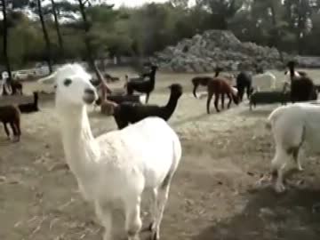 アルパカのくしゃみが予想以上におっさんだった