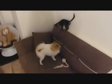 にゃんこ拾って21日目＊ぐりちぇるの激しいじゃれ合い