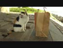 【私はマックガ好きなわけじゃないんだからね！】