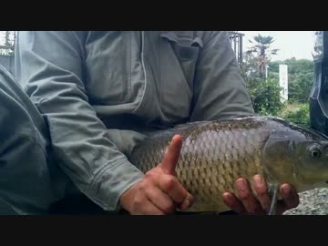 【ニコニコ鯉釣りダービー】捩じ込んで引きずり出す【穴】