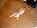 光のシャワー