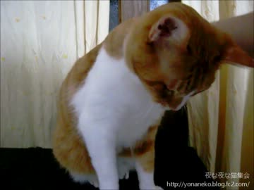 【夜な夜な猫集会】手を差し出すとスリスリしてくれる茶太郎