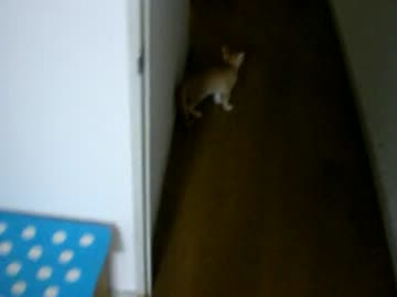 拾いねこ＠生後91日目　アコにょん廊下に進出