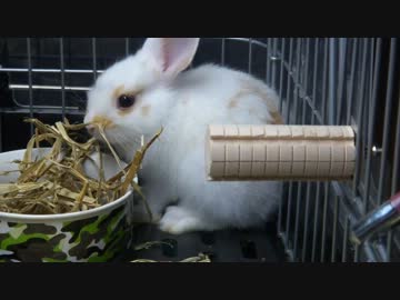 おもち可愛いよおもち