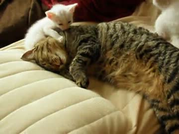 【鈴蘭組】チビ猫　姉ちゃんの尻尾で遊ぶ
