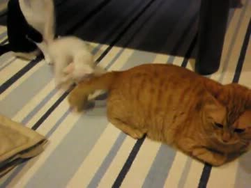 【鈴蘭組】チビ猫　兄ちゃんの尻尾に挑む