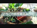 いちごの苗を植えよう！