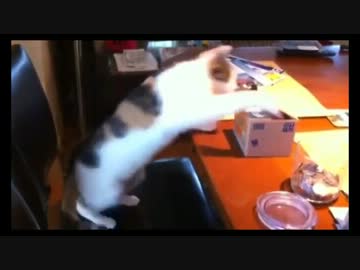猫貯金箱からお金を守る猫