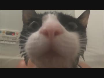 捕獲される寸前のウナギヌコ