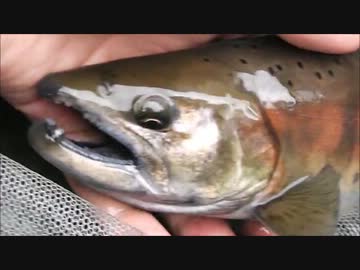 【実写版】川のぬし釣り -伝説の大イワナ！編-