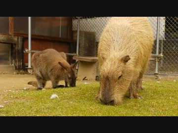 カピバラの「何だかお尻がムズムズするけど」